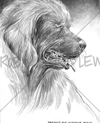 Musgrave Dog Illustration