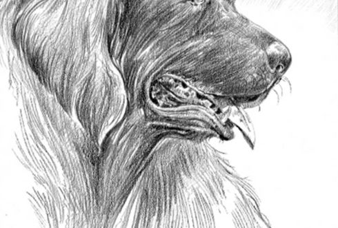 Musgrave Dog Illustration