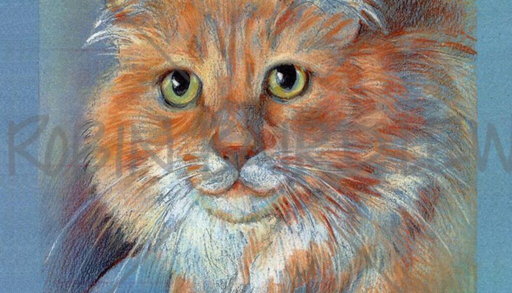 Orange Cat - Pet Illustration