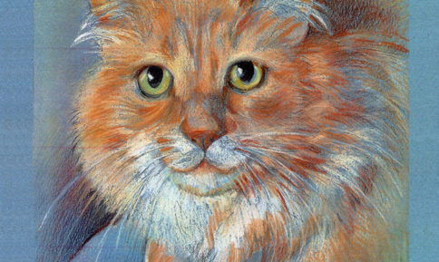 Orange Cat - Pet Illustration