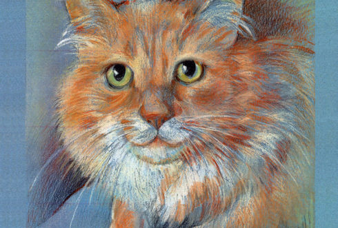 Orange Cat - Pet Illustration